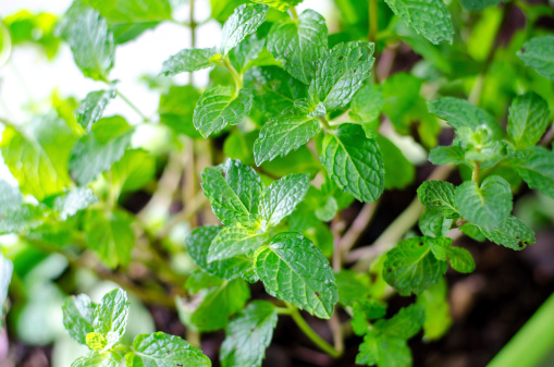 Menta 746 0 084 Menta